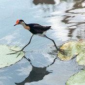 Comb-crested Jacana